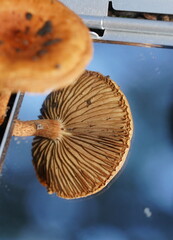 Pholiota communis