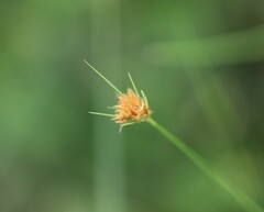 Rhynchospora ciliaris