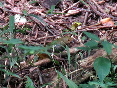 Mandingoa nitidula nitidula