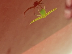 Misumessus dicaprioi