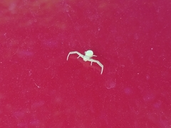 Misumessus dicaprioi