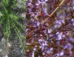 Prismatocarpus diffusus