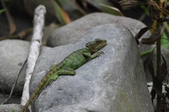 Basiliscus galeritus