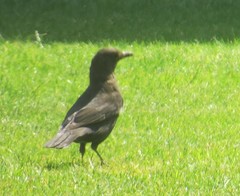 Turdus merula