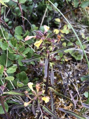 Pedicularis labradorica