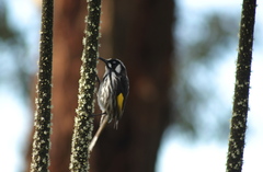 Phylidonyris novaehollandiae novaehollandiae