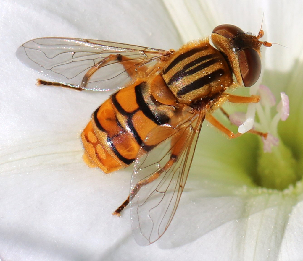 Common Bog Fly