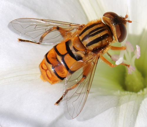 Common Bog Fly