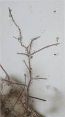 Stylonema alsidii