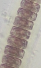 Stylonema alsidii
