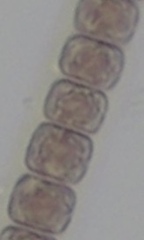 Stylonema alsidii