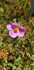 Cistus creticus