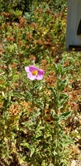 Cistus creticus