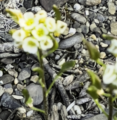 Draba borealis