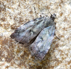 Choreutis diana