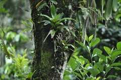 Xiphocolaptes albicollis