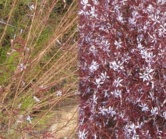 Prismatocarpus diffusus