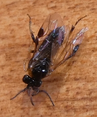 Schizocerella pilicornis