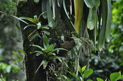 Xiphocolaptes albicollis