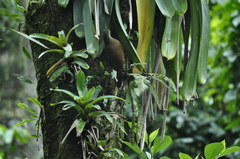 Xiphocolaptes albicollis