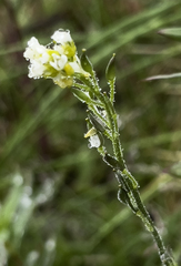 Draba borealis