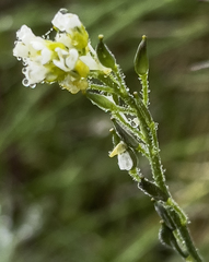Draba borealis