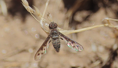 Anthrax plurinotus