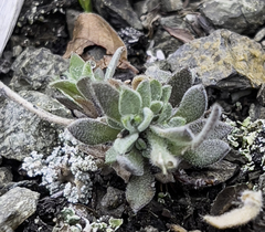 Draba borealis