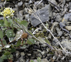 Draba borealis