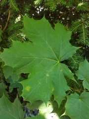 Acer platanoides