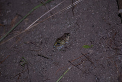 Pleurodema brachyops