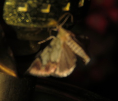 Epipaschia superatalis