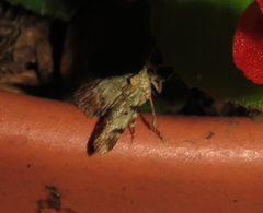 Epipaschia superatalis