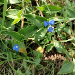 Commelina