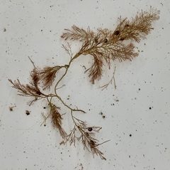 Vertebrata nigra