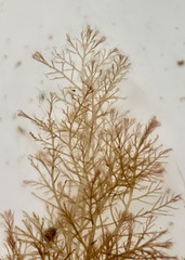 Vertebrata nigra