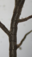 Vertebrata nigra