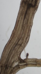 Vertebrata nigra