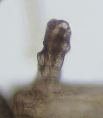 Vertebrata nigra