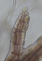 Vertebrata nigra