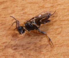 Schizocerella pilicornis