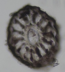 Vertebrata nigra