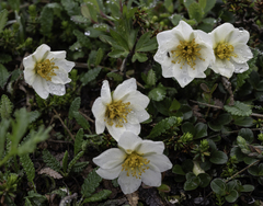 Dryas ajanensis