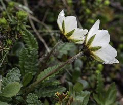 Dryas ajanensis