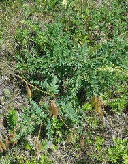 Astragalus mongholicus