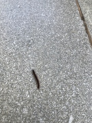 Asiomorpha coarctata