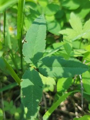 Trifolium longipes