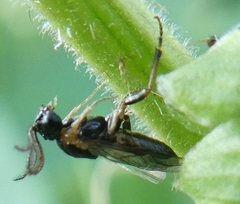 Schizocerella pilicornis