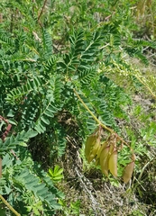 Astragalus mongholicus