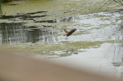 Xanthocephalus xanthocephalus